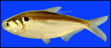 gizzard shad scientific name.